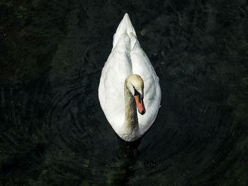 High angle view of swan swimming in lake