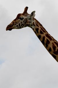 Low angle view of giraffe against sky