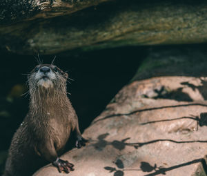 Close-up of an otter