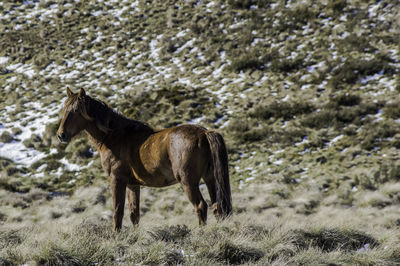 Close-up of horse