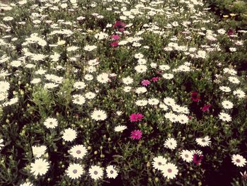 High angle view of white flowers