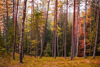 Pine trees in forest during autumn