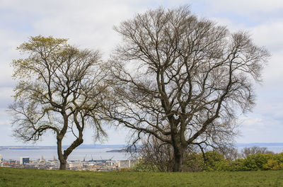 Tree by sea against sky