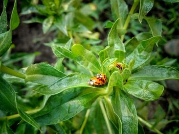 Close-up of ladybug on plant