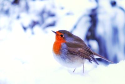 Close-up of bird perching on snow