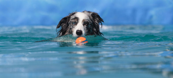 Mixed-breed dog swimming with toy pool