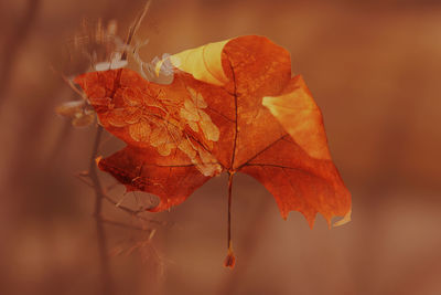 Close-up of dry maple leaves during autumn