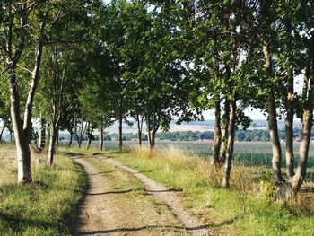 Footpath amidst trees