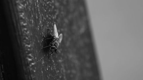 Close-up of housefly