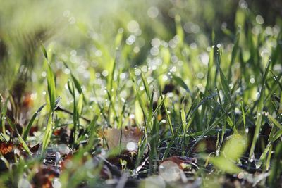 Close-up of grass