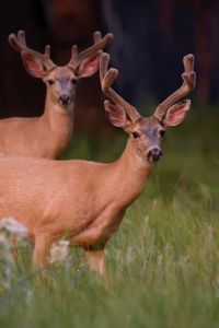 Portrait of deer