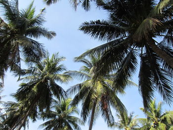 Low angle view of palm trees against clear sky