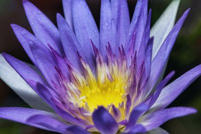 Close-up of purple crocus flower