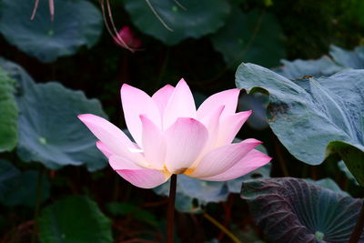 Close-up of pink lotus water lily in pond