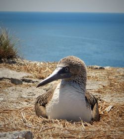 View of a bird on beach