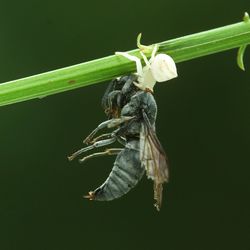 Close-up of insect