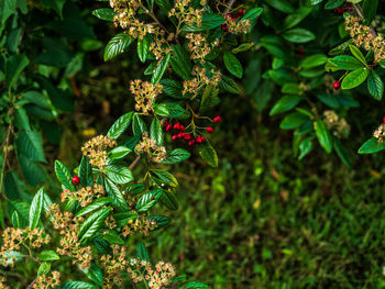 Close-up of flowering plant