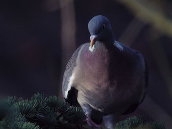Close-up of pigeon perching on branch