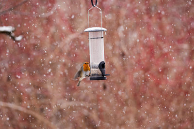 Bird perching on feeder at night