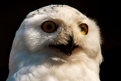 Close-up portrait of white owl against black background