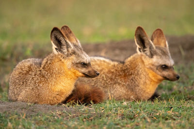 Two bat-eared fox lie on short grass