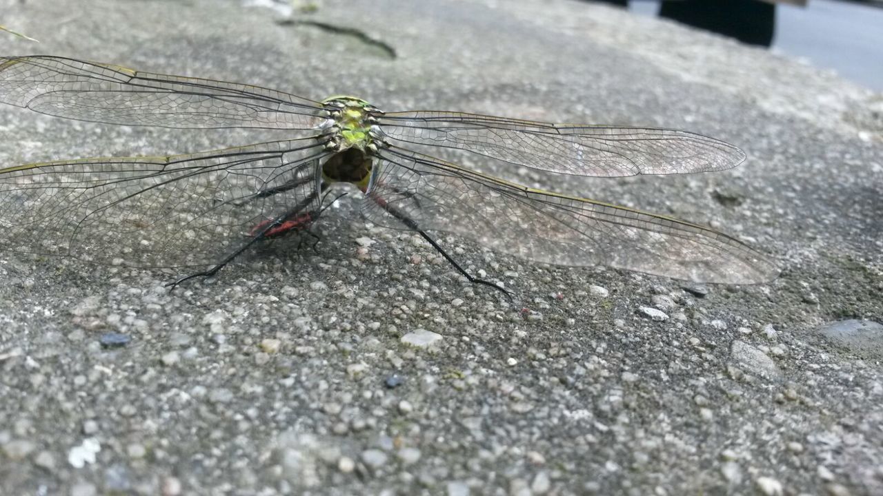 insect, one animal, animal themes, animals in the wild, wildlife, close-up, selective focus, spider, dragonfly, nature, macro, day, animal antenna, outdoors, textured, focus on foreground, arthropod, animal wing, no people, zoology