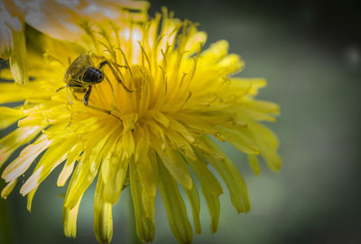 Close-up of insect on yellow flower