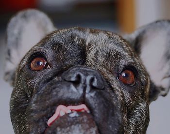 Close-up portrait of dog