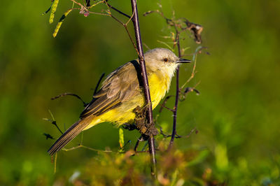 Close-up of bird perching on plant