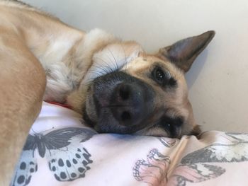 Close-up portrait of dog lying down