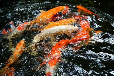 High angle view of koi carps swimming in lake