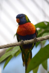 Low angle view of parrot perching on branch