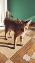 Cat looking away on hardwood floor