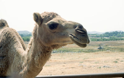 Close-up of a camel in ramona, california 