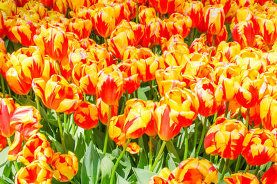 Full frame shot of orange tulips on field