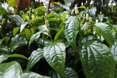 Close-up of fresh green leaves