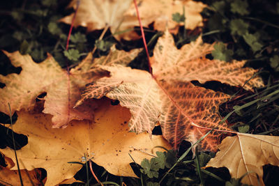 Close-up of dry maple leaves on land