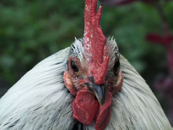 Close-up of rooster