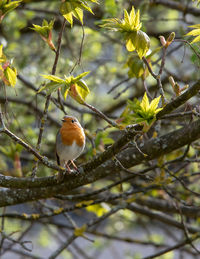 Bird perching on a tree