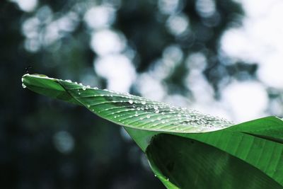 Close-up of wet plant leaves