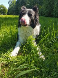 Dog on grass in field