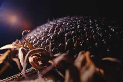 Lowlight close-up of the seeds on a sunflower head