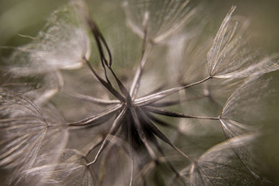 Close-up of dandelion on plant