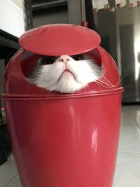 Close-up portrait of cat wearing hat