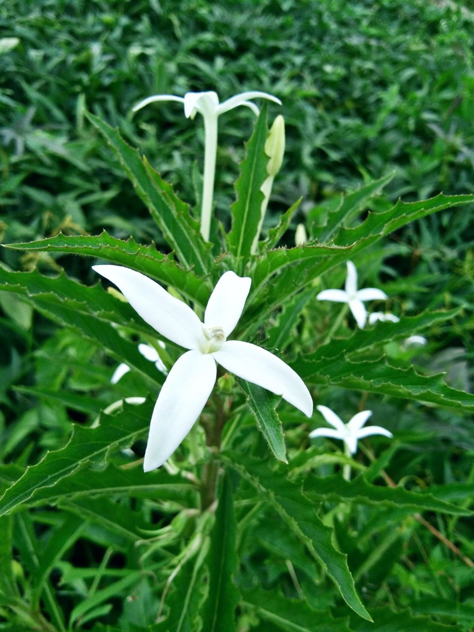 CLOSE-UP OF WHITE FLOWERING PLANTS ON LAND