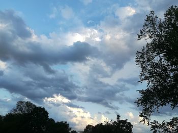 Low angle view of trees against sky