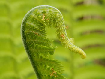 Close-up of fern