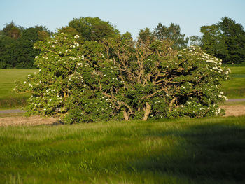 Scenic view of grassy field