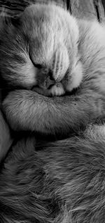 Close-up of cat sleeping