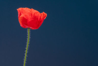 Close-up of red poppy against blue background